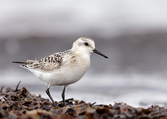 Sanderling Calidris alba