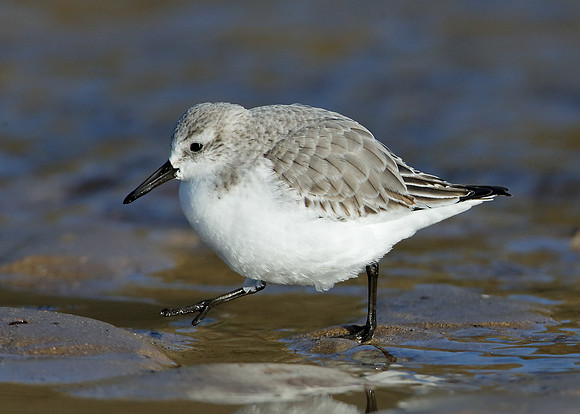 Sanderling Calidris alba