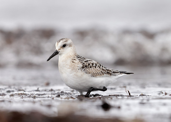 Sanderling Calidris alba