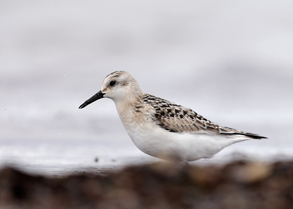 Sanderling Calidris alba