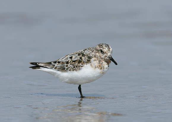 Sanderling Calidris alba