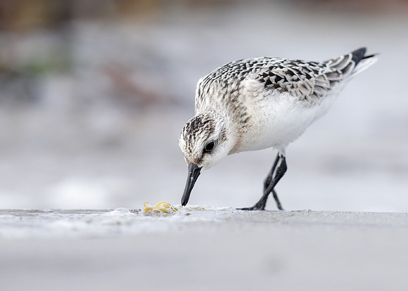 Sanderling Calidris alba