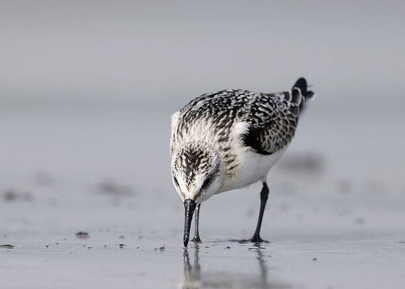 Sanderling Calidris alba