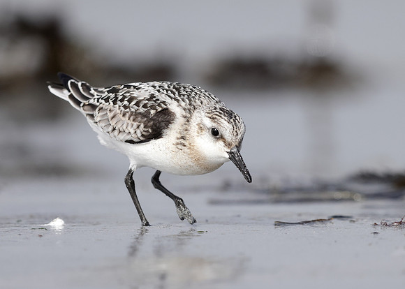 Sanderling Calidris alba