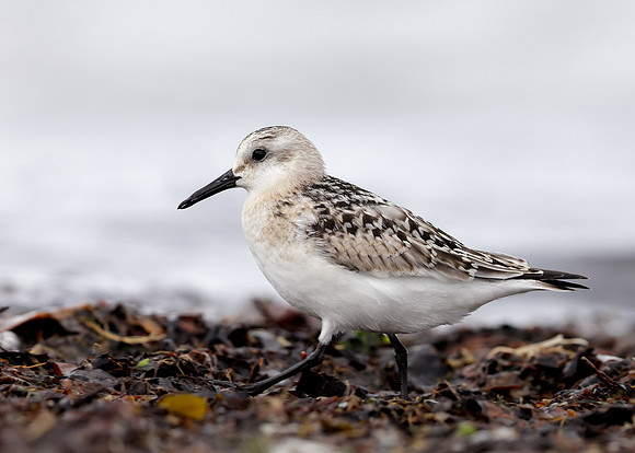 Sanderling Calidris alba