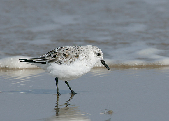 Sanderling Calidris alba