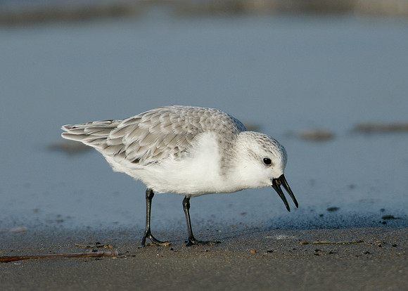 Sanderling Calidris alba