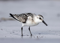Sanderling Calidris alba