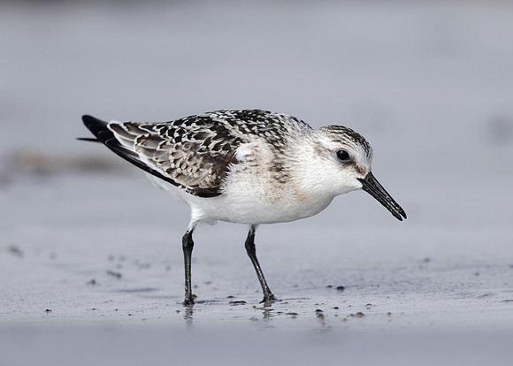 Sanderling Calidris alba