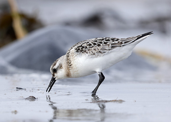 Sanderling Calidris alba