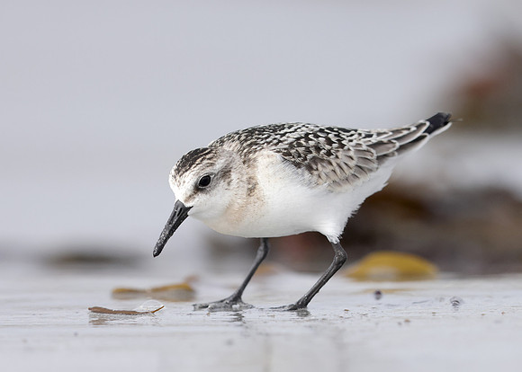Sanderling Calidris alba