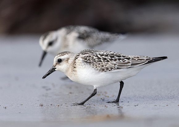 Sanderling Calidris alba