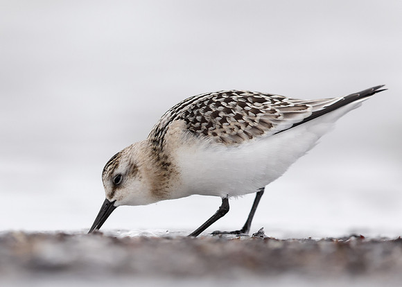 Sanderling Calidris alba