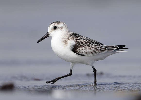 Sanderling Calidris alba