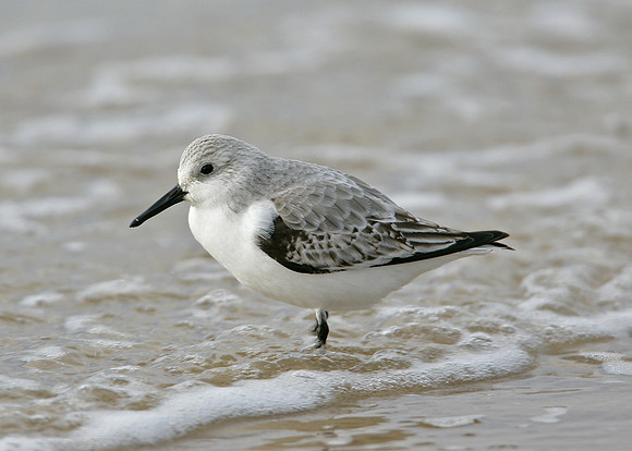 Sanderling Calidris alba