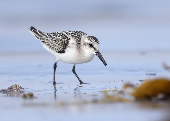 Sanderling Calidris alba