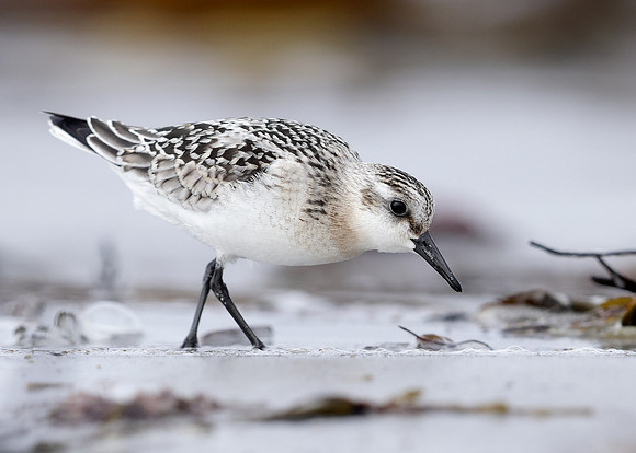 Sanderling Calidris alba