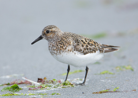 Sanderling Calidris alba