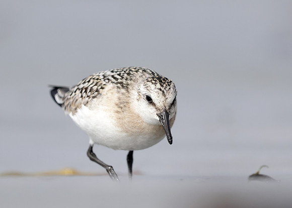 Sanderling Calidris alba