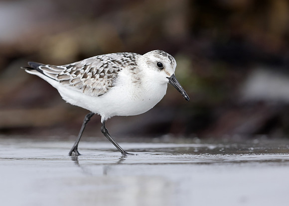 Sanderling Calidris alba