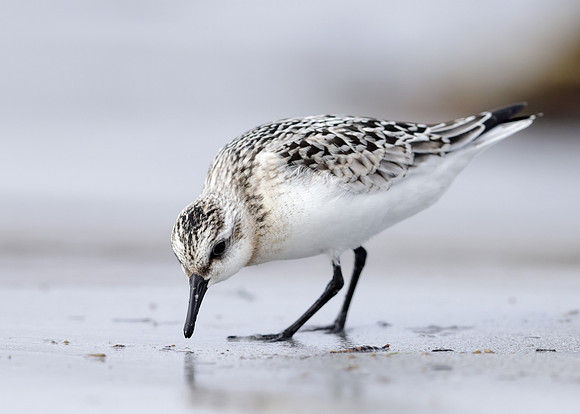 Sanderling Calidris alba