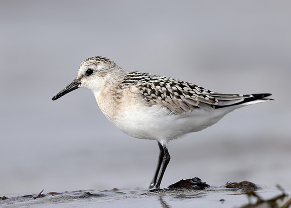 Sanderling Calidris alba