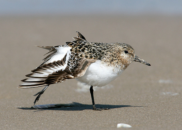 Sanderling Calidris alba