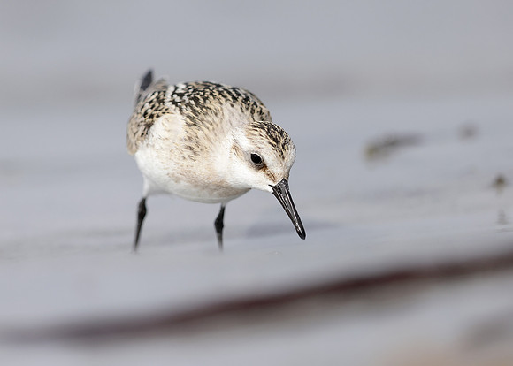Sanderling Calidris alba