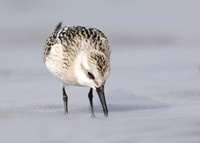 Sanderling Calidris alba