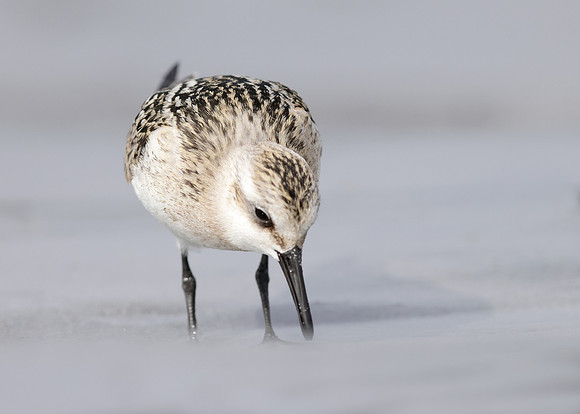 Sanderling Calidris alba
