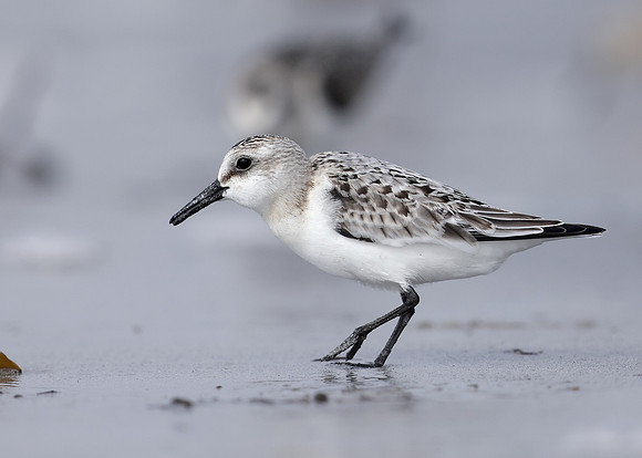 Sanderling Calidris alba
