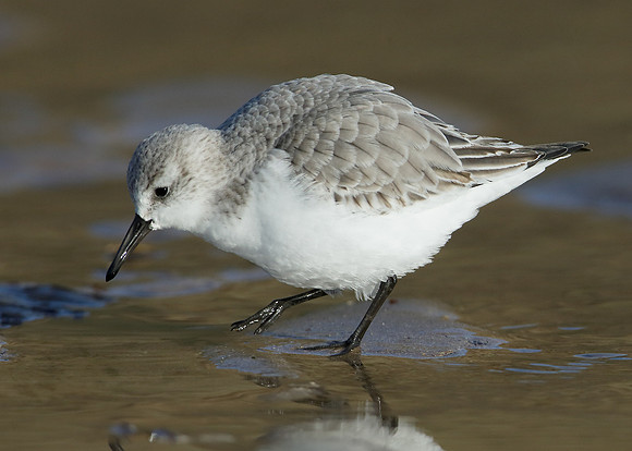 Sanderling Calidris alba