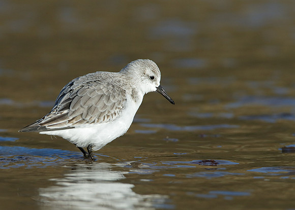 Sanderling Calidris alba