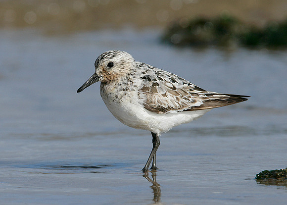 Sanderling Calidris alba