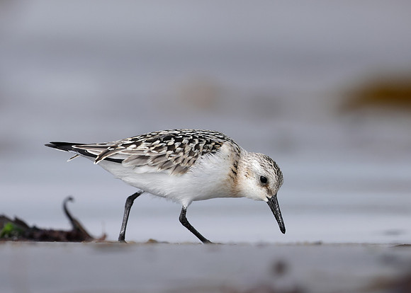 Sanderling Calidris alba