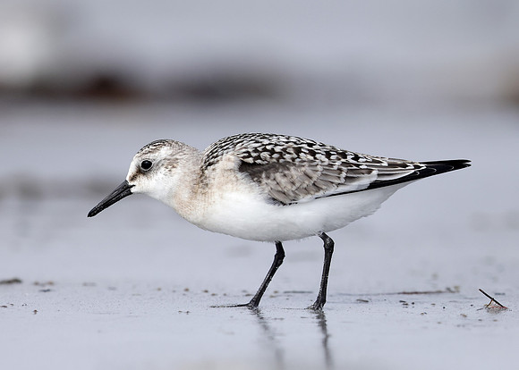 Sanderling Calidris alba