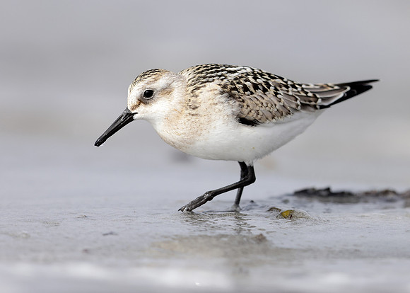 Sanderling Calidris alba