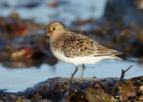 Sanderling Calidris alba