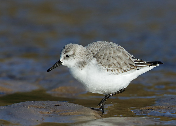Sanderling Calidris alba