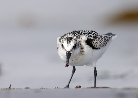 Sanderling Calidris alba