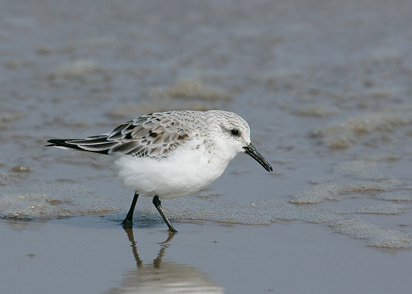 Sanderling Calidris alba