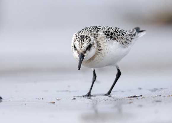 Sanderling Calidris alba