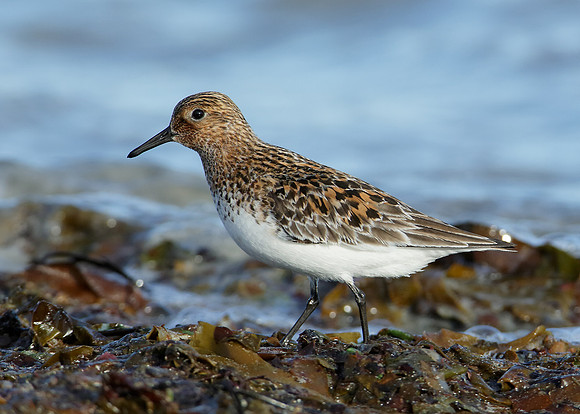 Sanderling Calidris alba