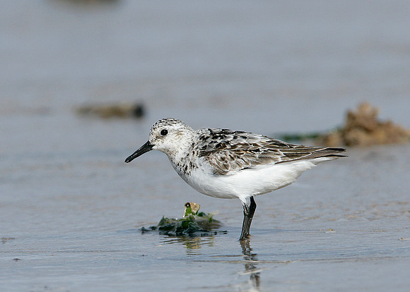 Sanderling Calidris alba