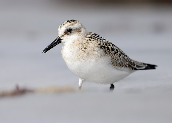 Sanderling Calidris alba