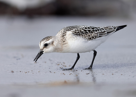 Sanderling Calidris alba