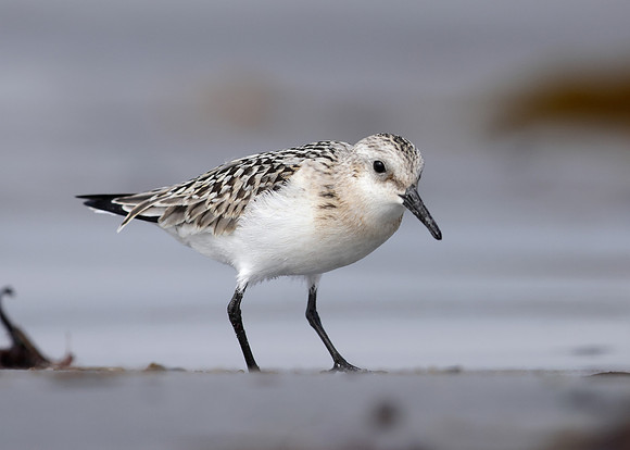 Sanderling Calidris alba