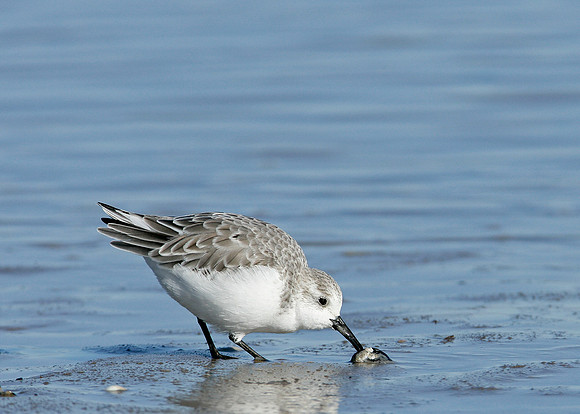 Sanderling Calidris alba