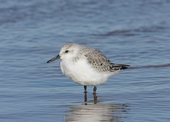 Sanderling Calidris alba