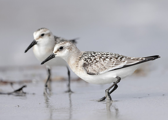 Sanderling Calidris alba